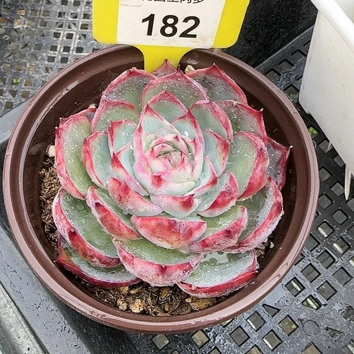 182 惊鸿仙子多肉植物6-9cm