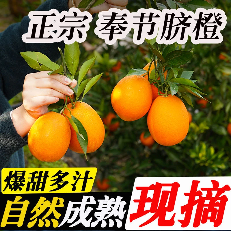 【京东-次日达】奉节脐橙纽荷尔橙子新鲜现摘带叶发货脆甜化渣10斤/20斤装重庆市