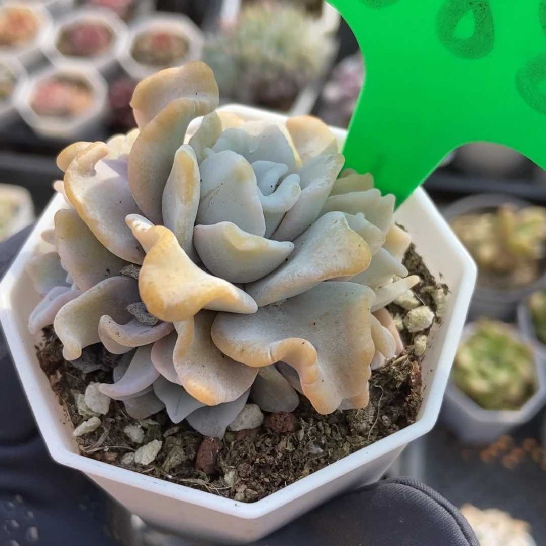 688饺子皮多肉植物保护