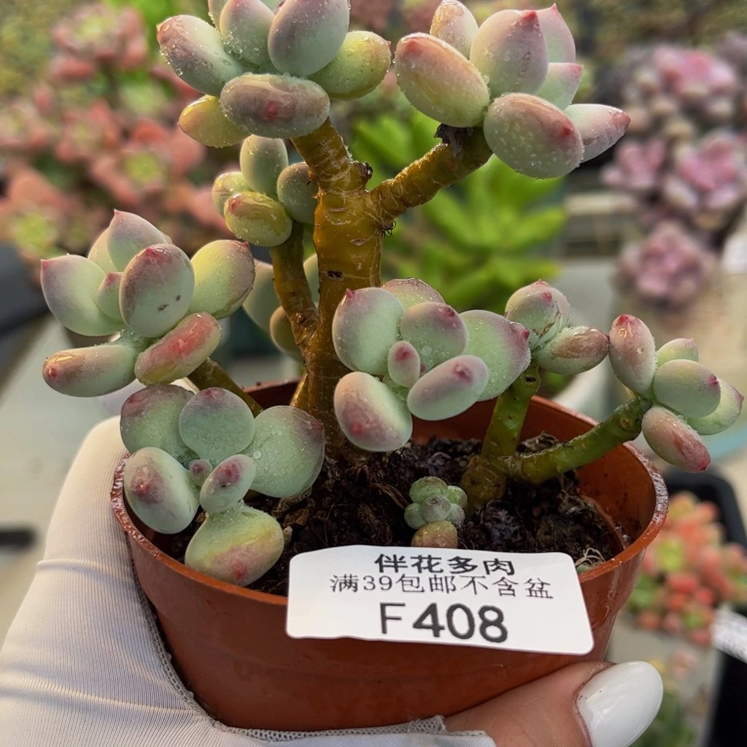 408-苹果奶多肉8cm