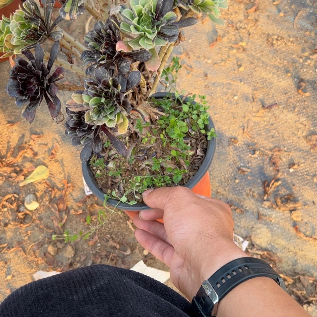 531水墨丹青多肉植物