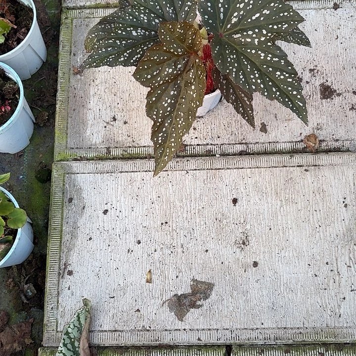 完全开放繁星秋海棠