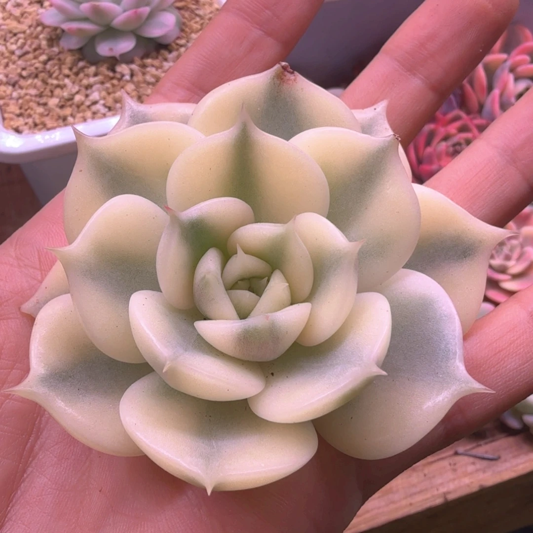 贝加尔湖锦 头盖