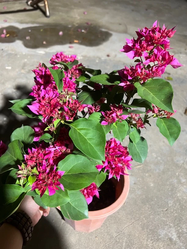 三角梅盆栽多色重瓣植物庭院阳台四季带花发货