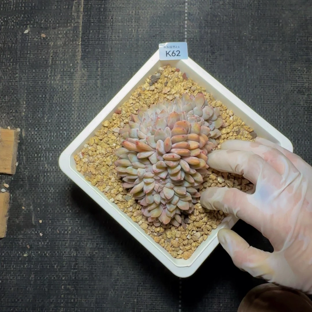 k k k k k k k k k 62