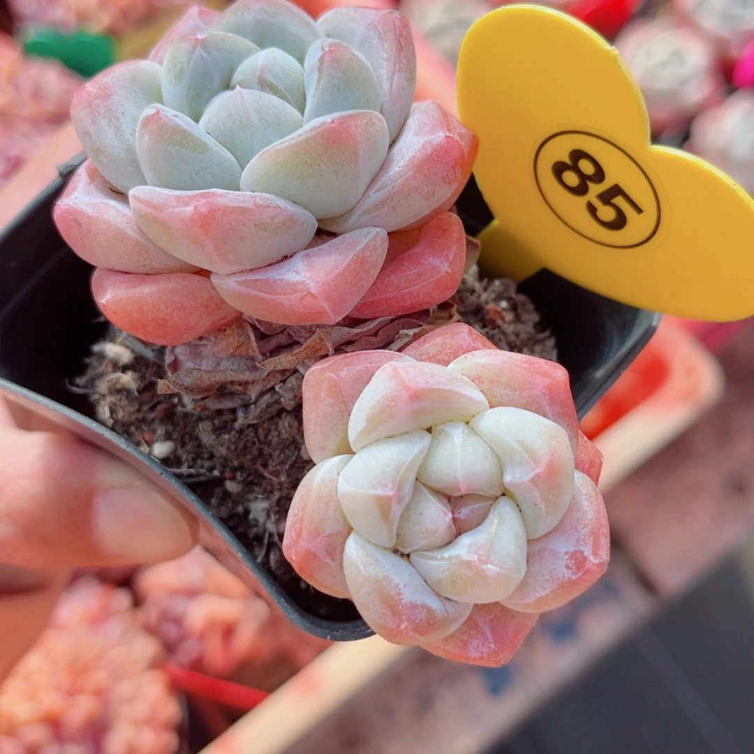 85号小老桩冰玉两个单头