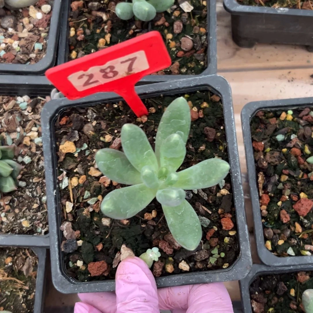 多肉植物植物迷雾森林287
