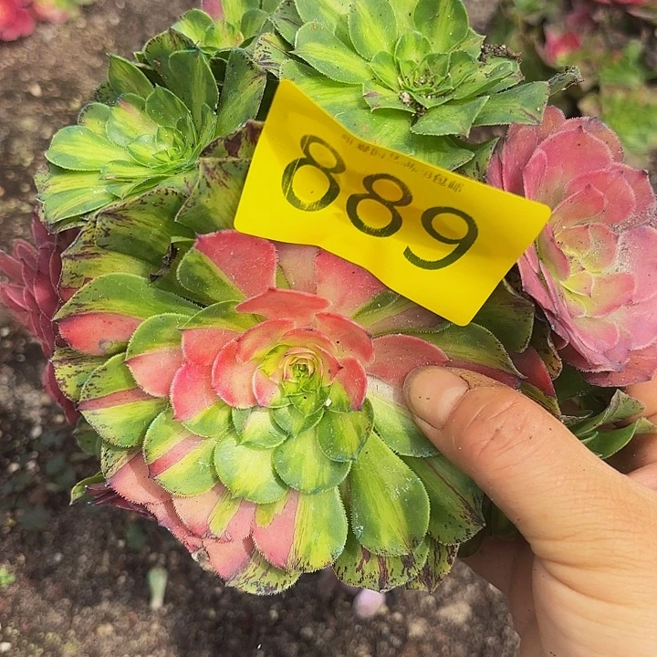 琪***爱多肉植物福利来889个