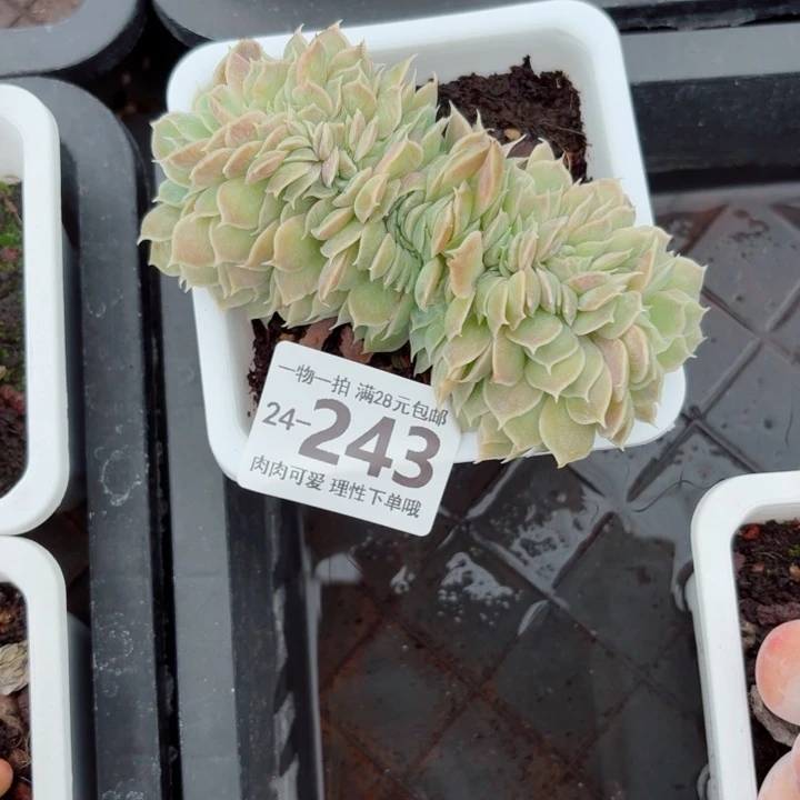 昂斯诺缀化多肉无盆土发货