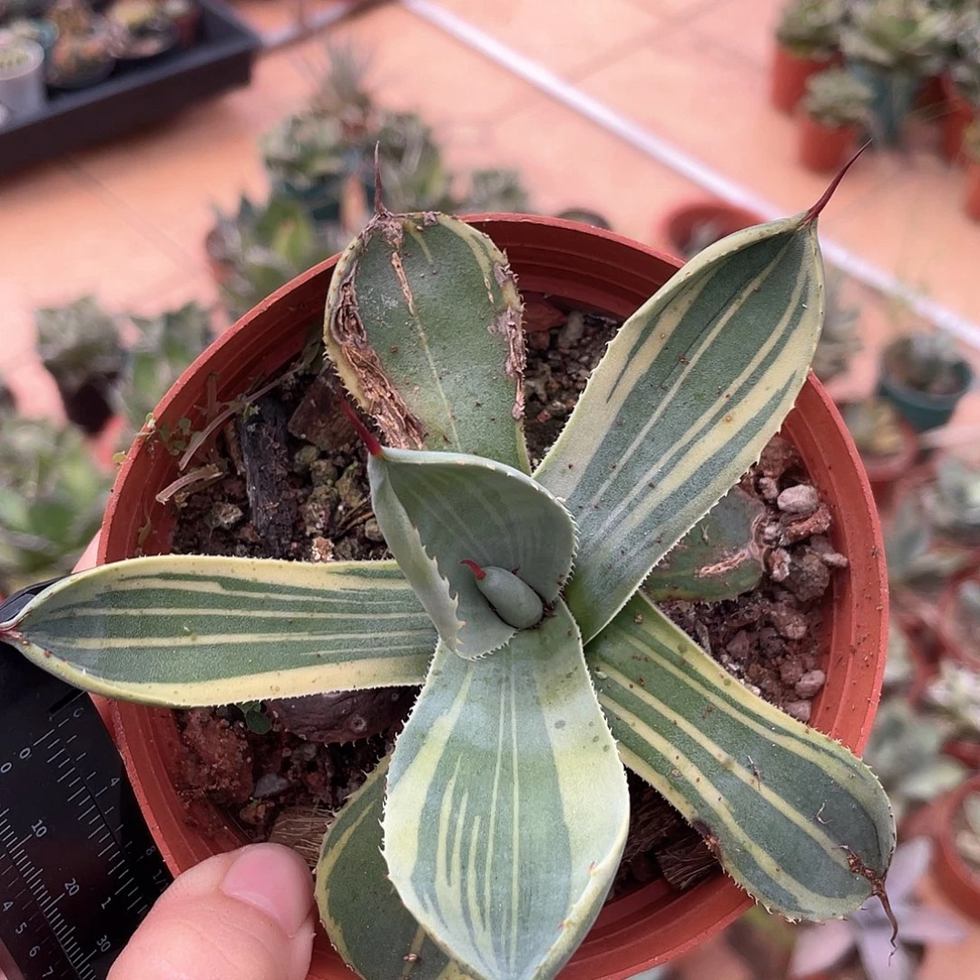 娃娃脸龙舌兰福克斯