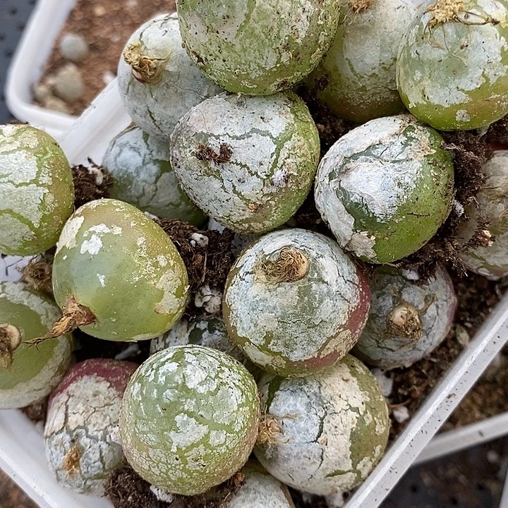 1148母本大灯泡有伤一颗