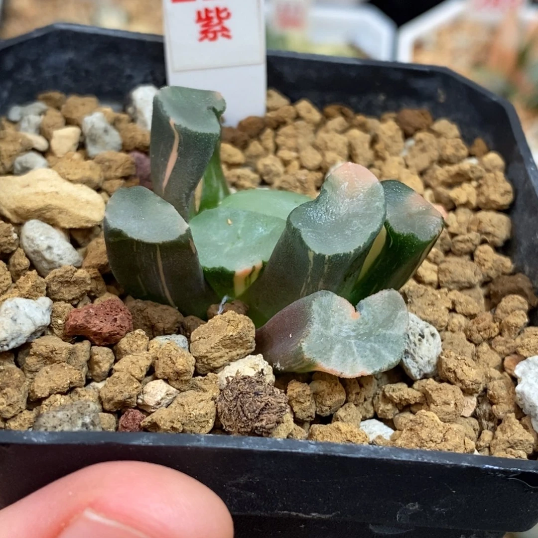 221大明湖万象多肉植物组合