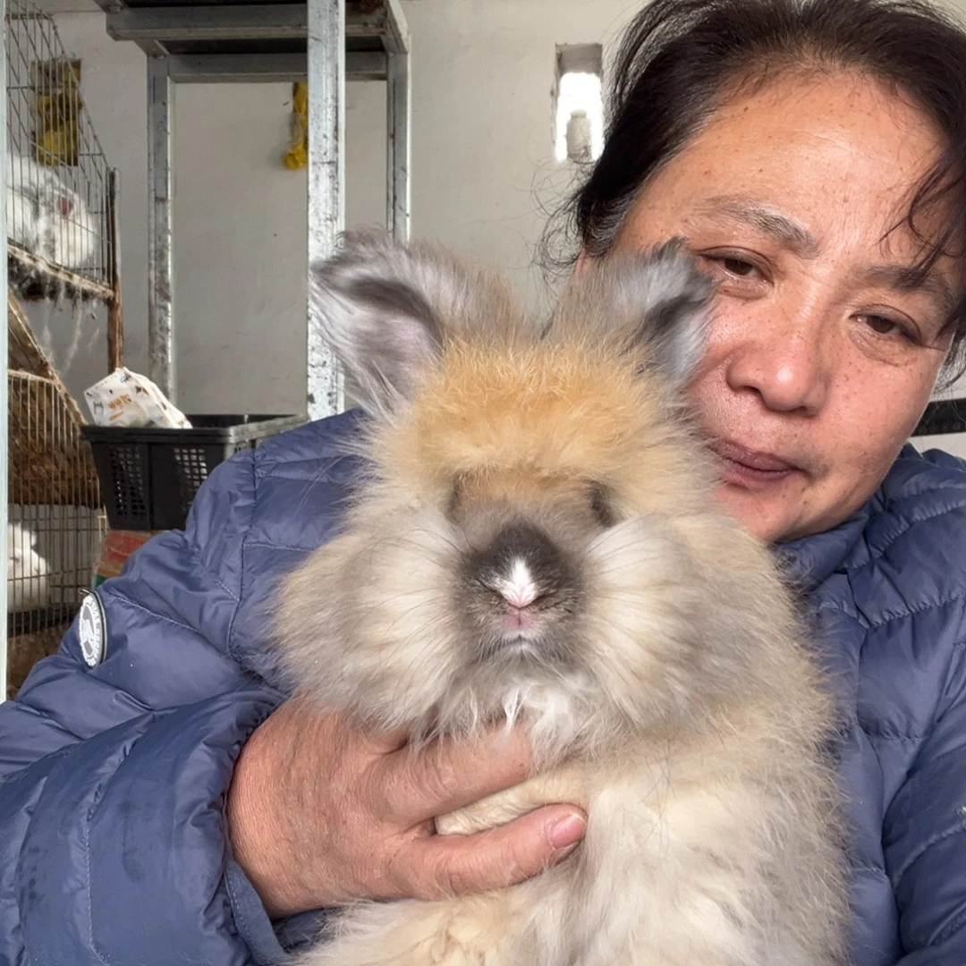 英系安哥拉宠物兔子