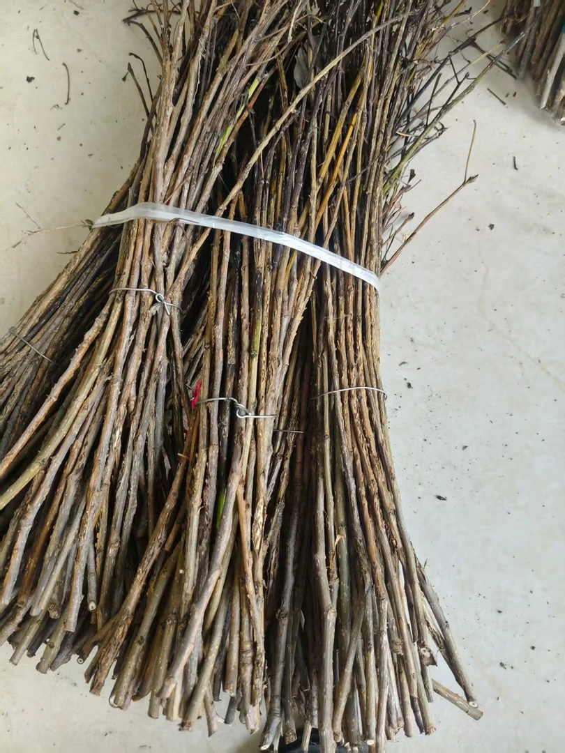 金蝉卵枝爬叉枝杨树枝条苹果枝条