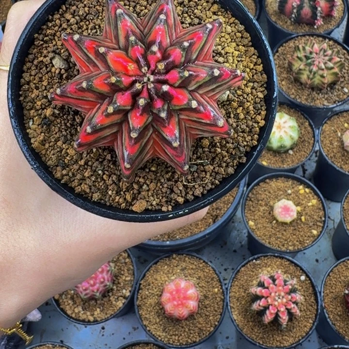 暗黑玛丽0000000000202