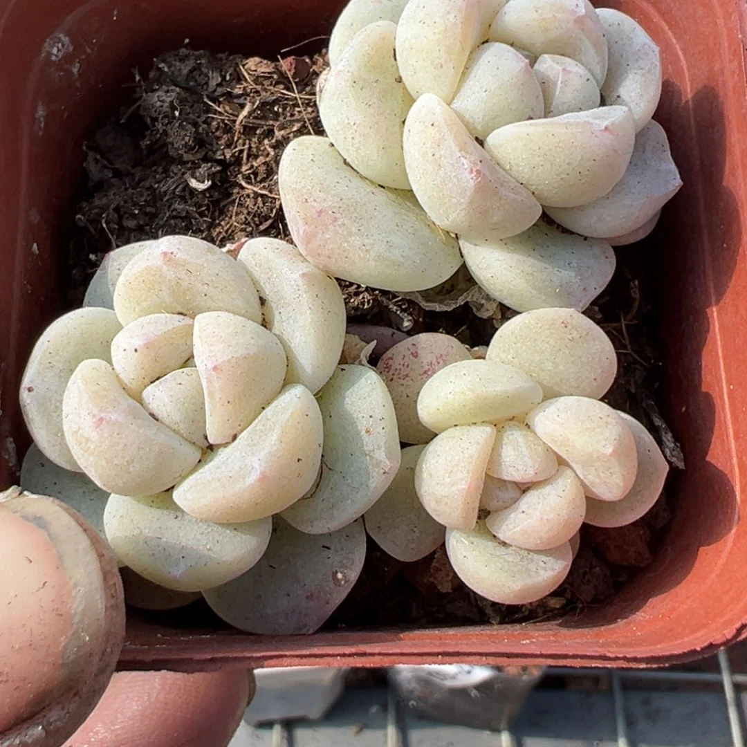 小卡拉米糖心一物一拍
