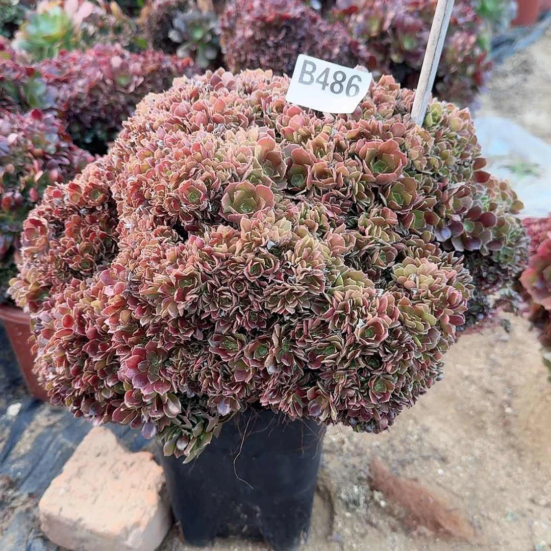 486火玫瑰朵朵微瑕一颗