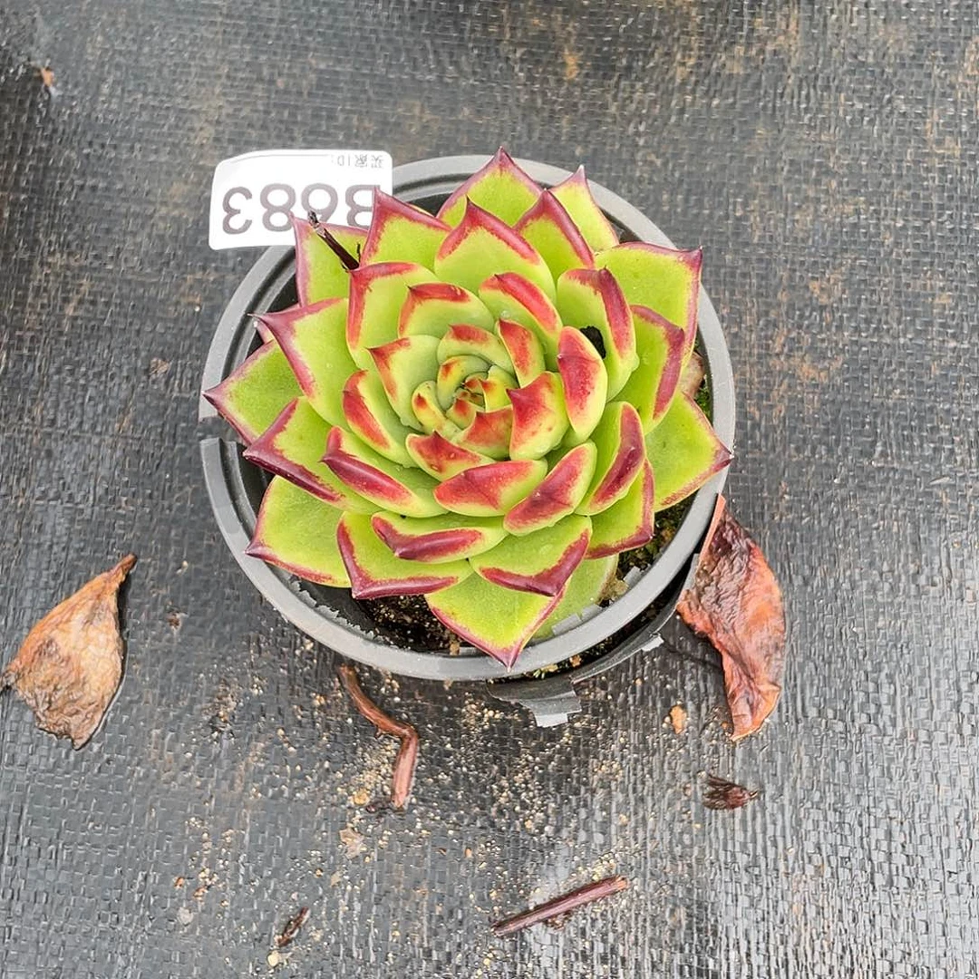 若如东云单拍B682