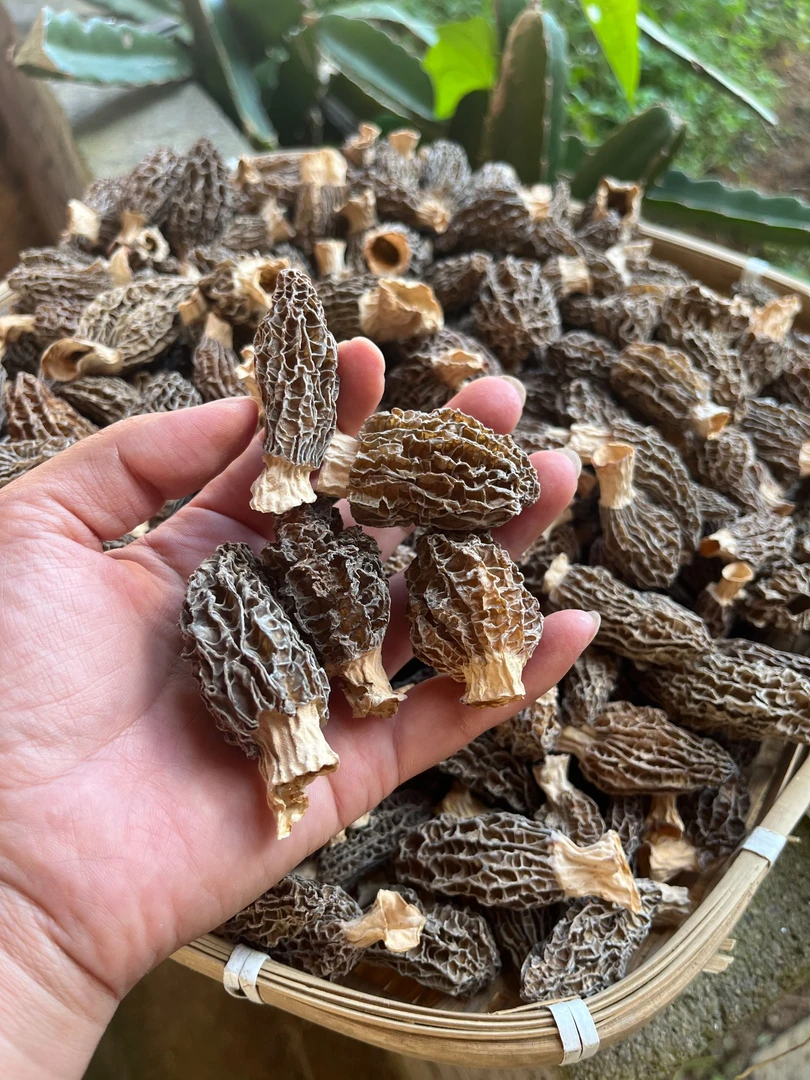 云南高原山货土特产干货菌菇—短柄羊肚菌