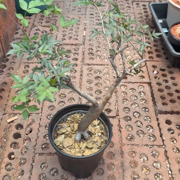 芳香橄榄678 仙人球