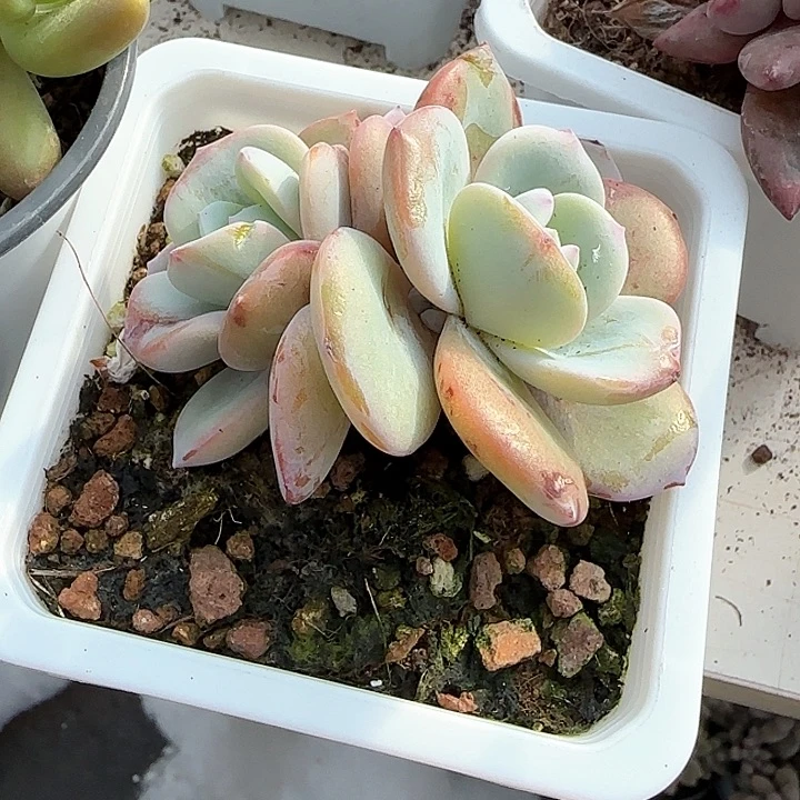 青蛙王子儿童牙膏111