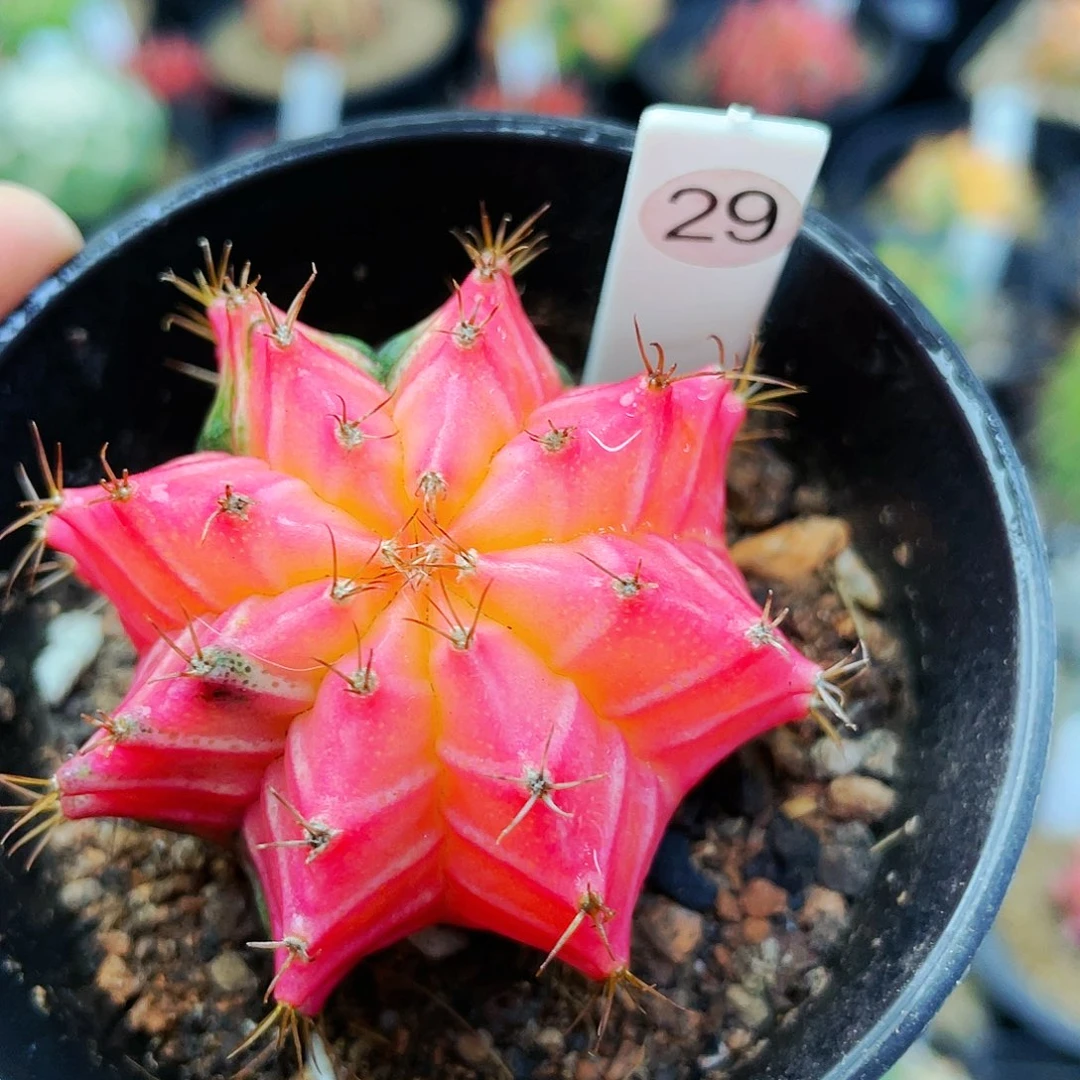 非偏远地区满25裸根发货仙人球