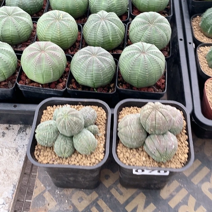 。***。070布纹球多头群植物