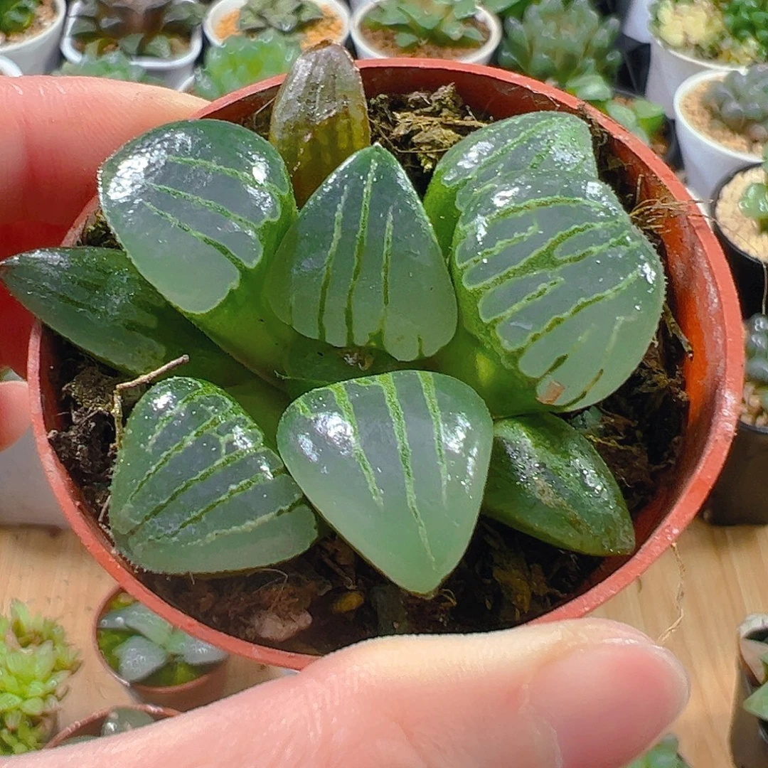 翠虎玉露多肉植物一颗