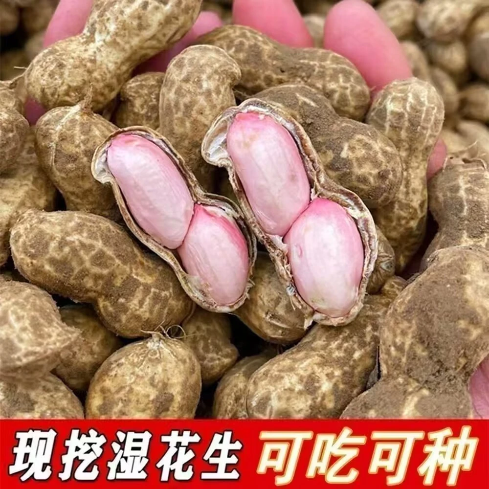 中大果粉皮花生新鲜现挖带壳湿花生农户自种粉皮花生可水煮生吃