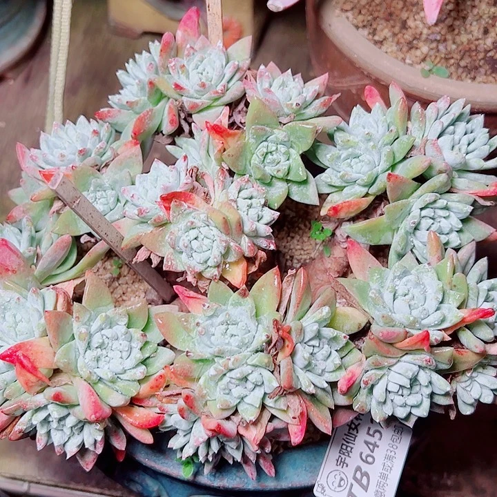6452白雪仙女杯多肉