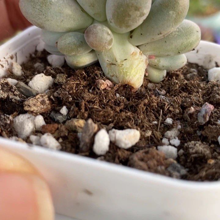 米可杂，朵朵小树，锦基因的啊