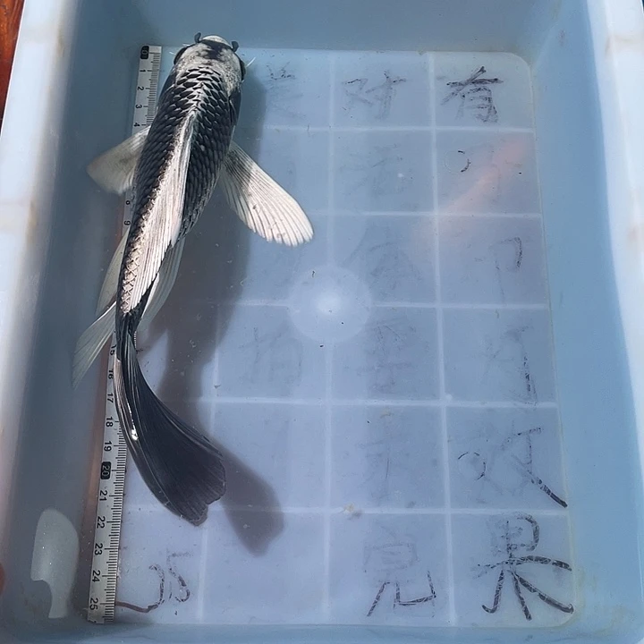 蝴蝶鲤鱼渔场直发44