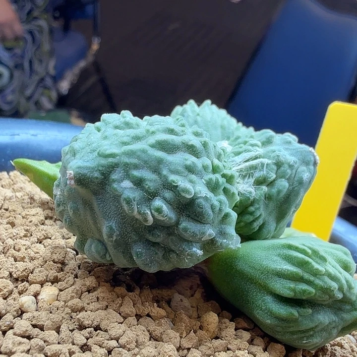 河豚怒千里马捡漏