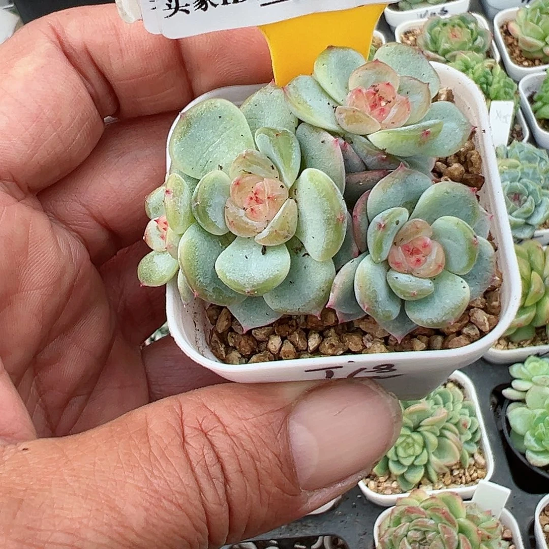 151甜心群生十八包邮