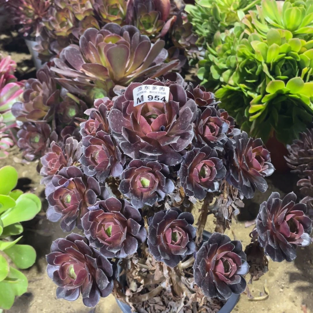 954荷兰多肉法师断枝不包