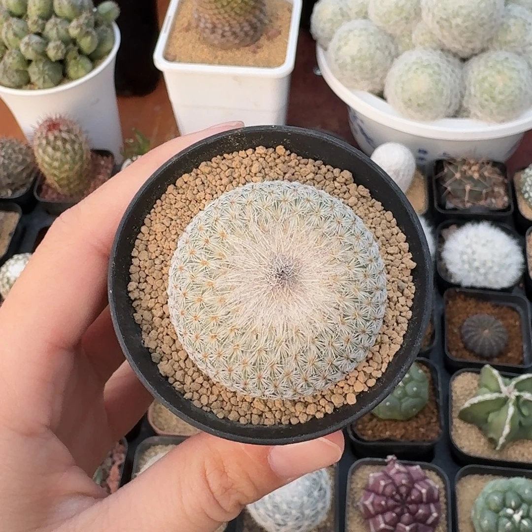 默***魔实生月世界仙人球