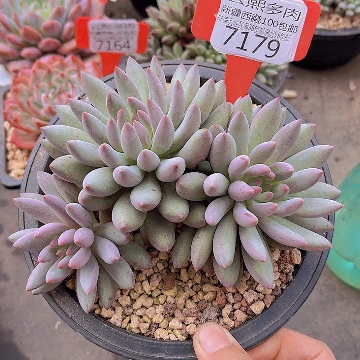 7179虞美人。