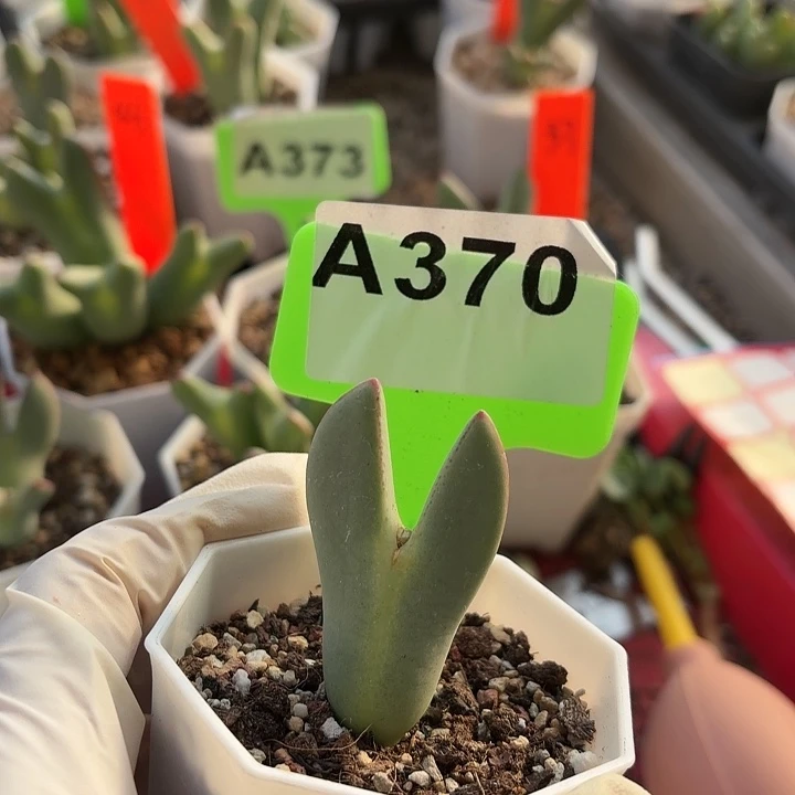 M***M370nmmmkmkkkkkkkkmnbhb