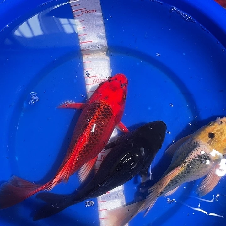 蝴蝶鲤冷水观赏鱼