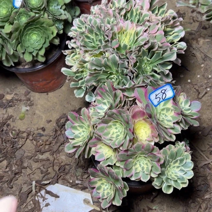 多肉植物砍过58法师