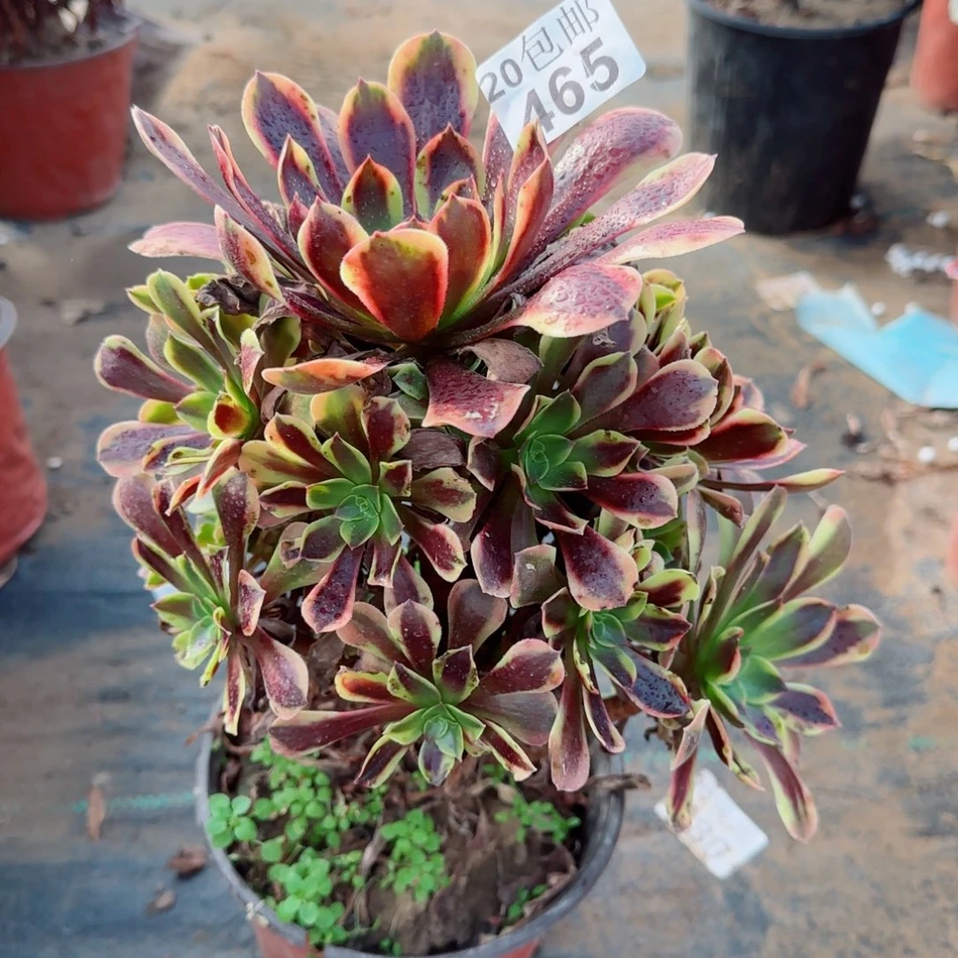 欧佳丽465满20包邮断枝不包