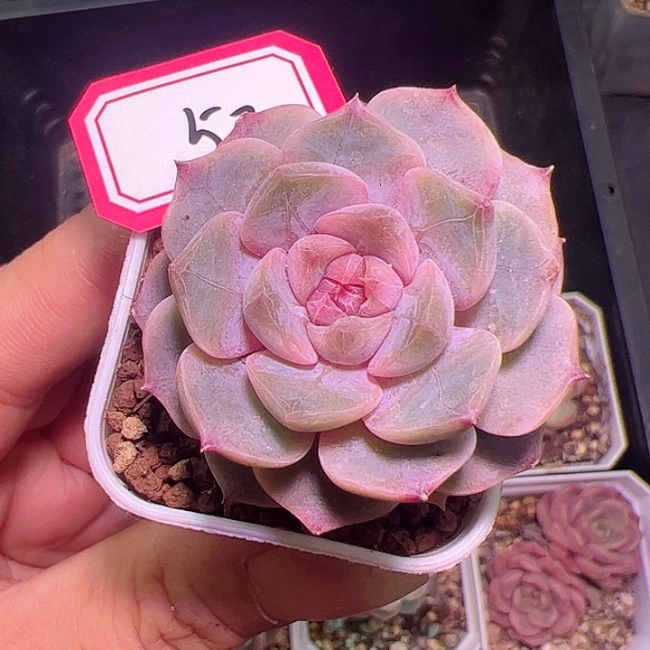 夜莺多肉植物单头