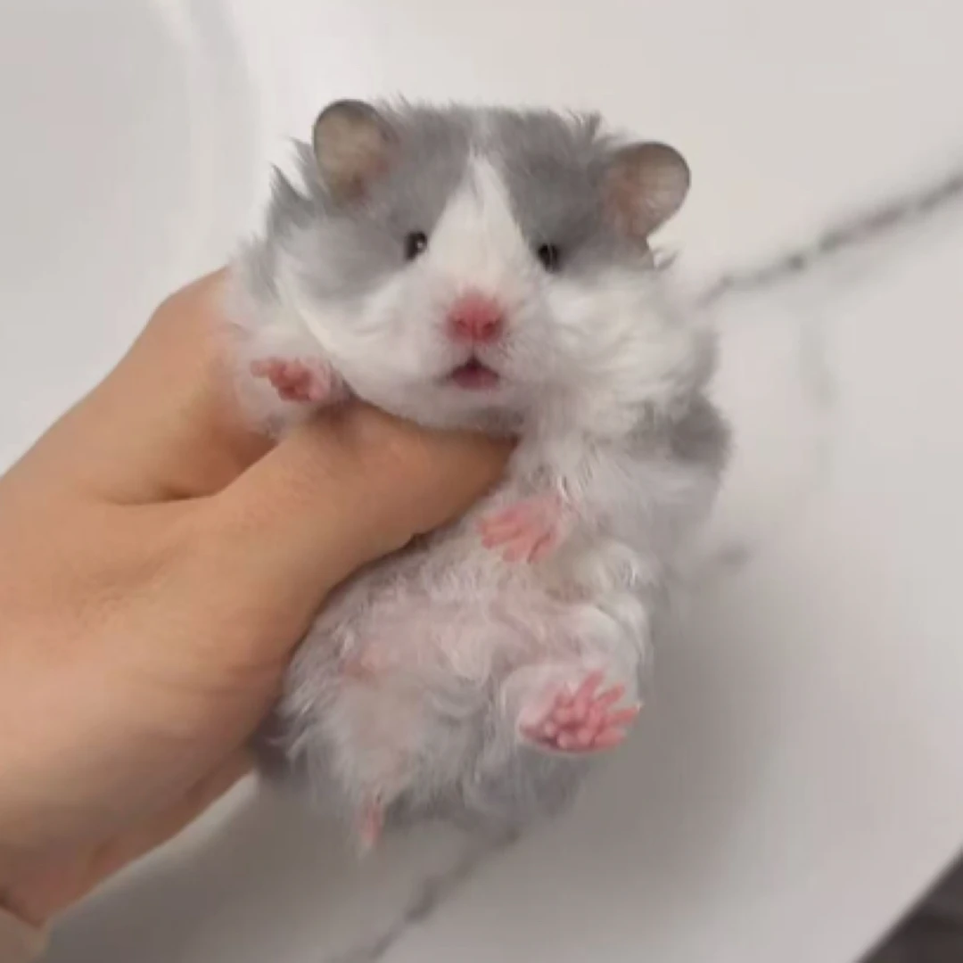 活体金丝熊眼线金丝熊