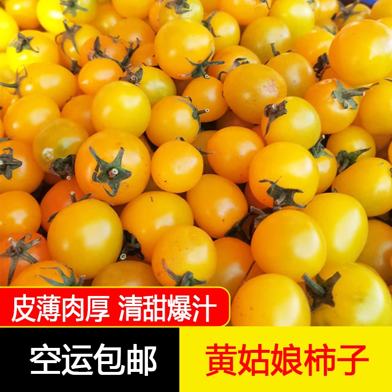 正宗新鲜黄姑娘柿子2斤当季现摘圣女果孕妇水果2/3斤空运包邮