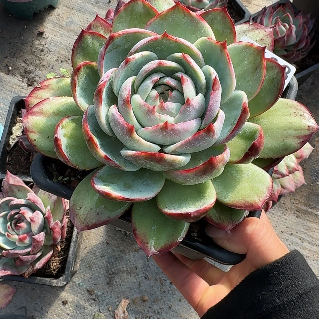 大****惊鸿仙子 3608...........