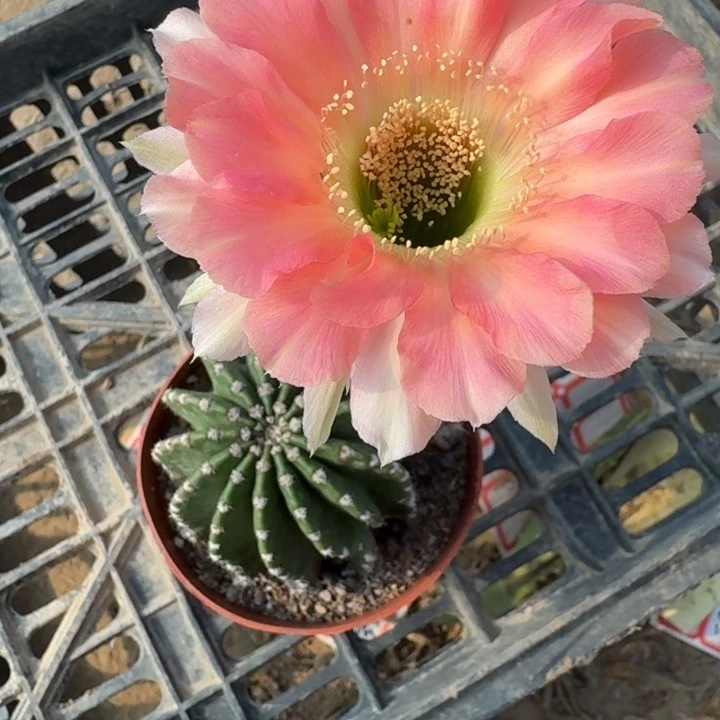 228彩草根掰花脱土发货斑，20包邮