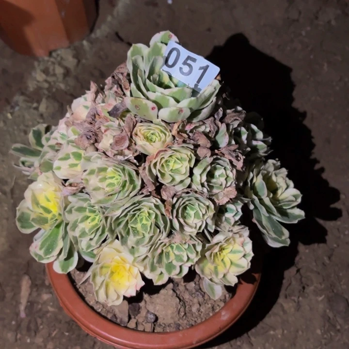 051迈巴赫多肉植物