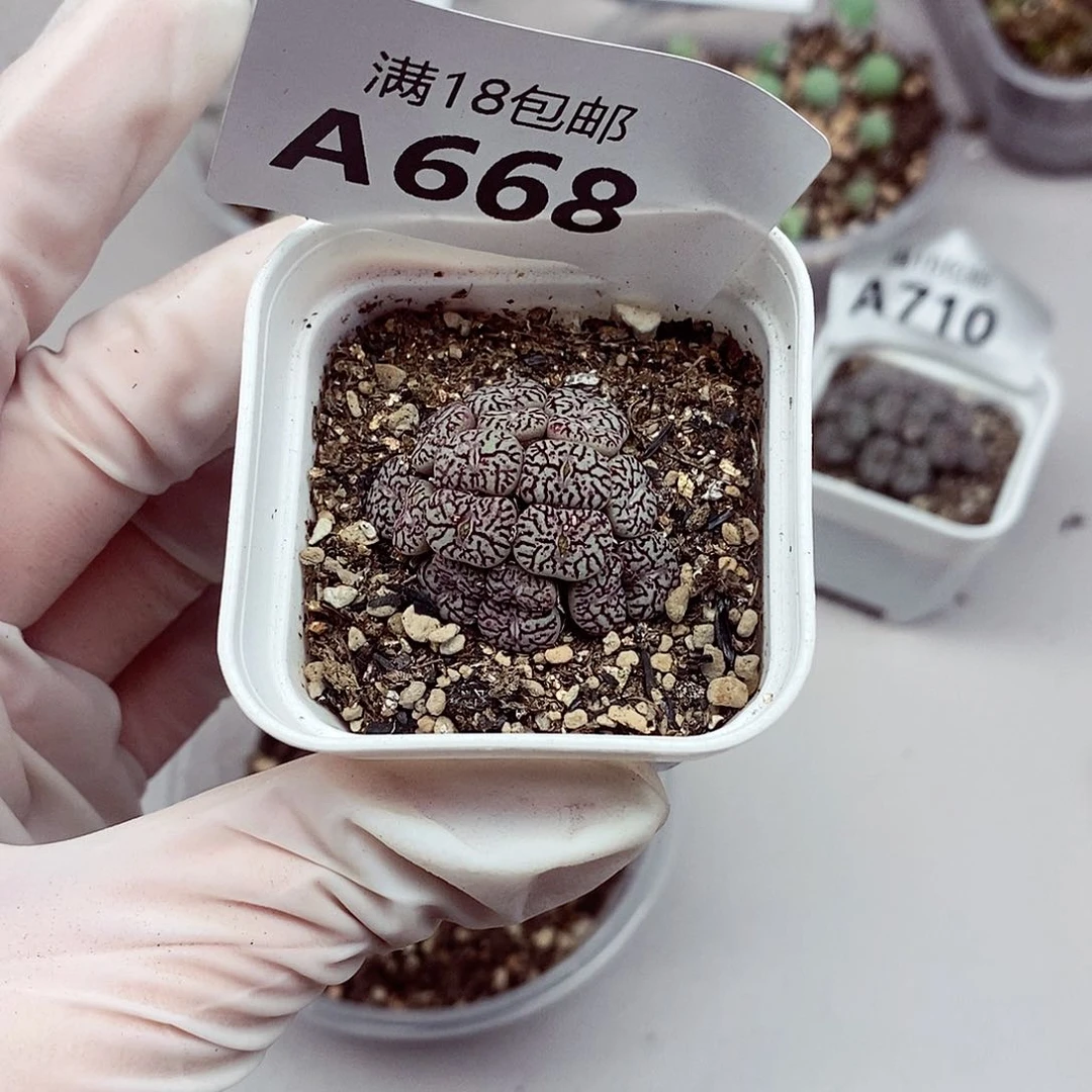 668咯啦咯啦咯啦咯哦