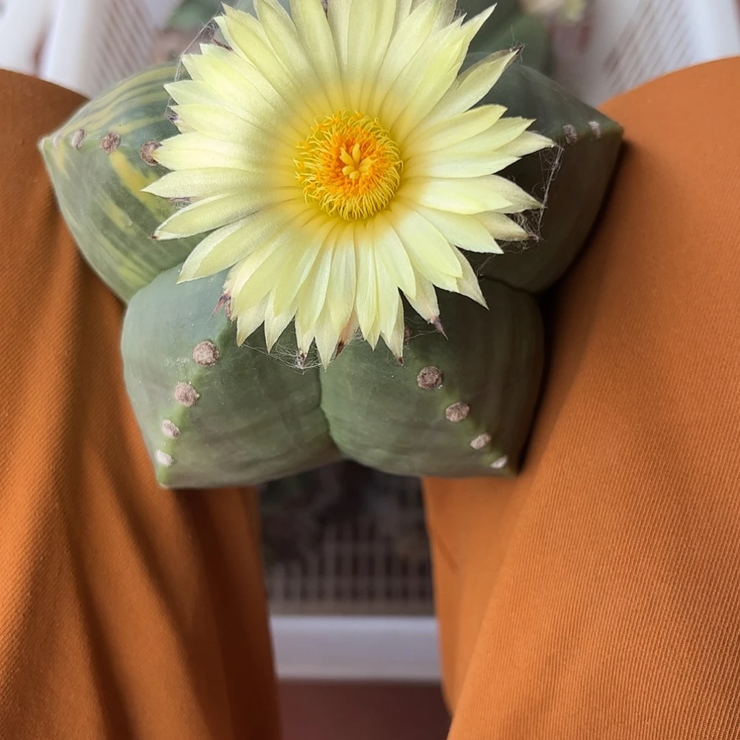 戚***贵仙人球款凤玉实生