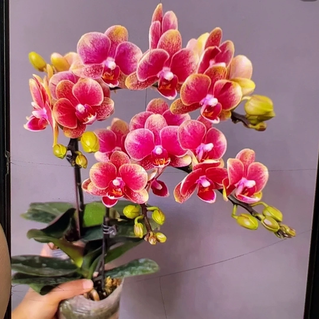 当前无花栽培后可以开花带剑金蝶凑单发货一颗不发货